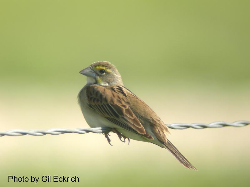Dickcissel May 07 Field Trip 070 